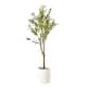 Option Olive Tree (Matte White Pot)