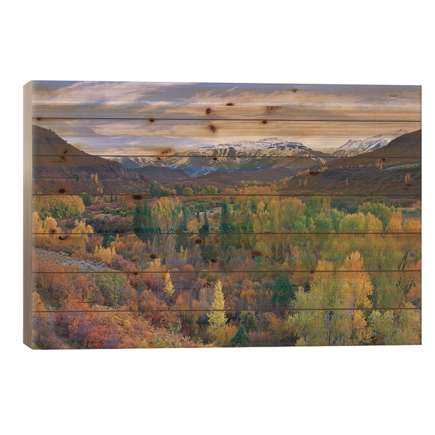 Quaking Aspen Forest In Autumn, Snowmass Mountain Near Quaking Aspen, Colorado Print On Wood by Tim Fitzharris - Multi-Color