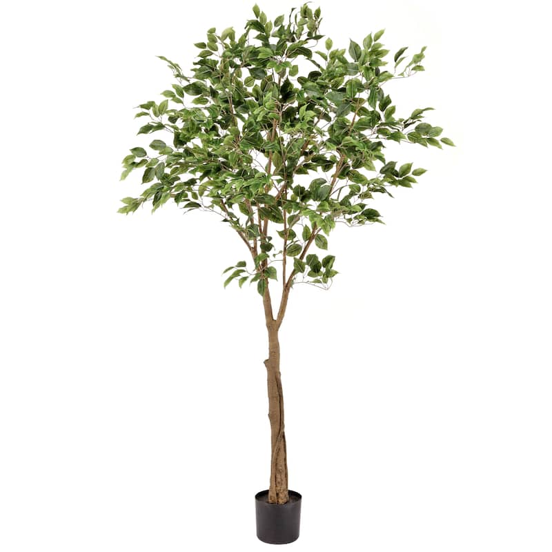 Potted Uv Treated Ficus Tree 6'