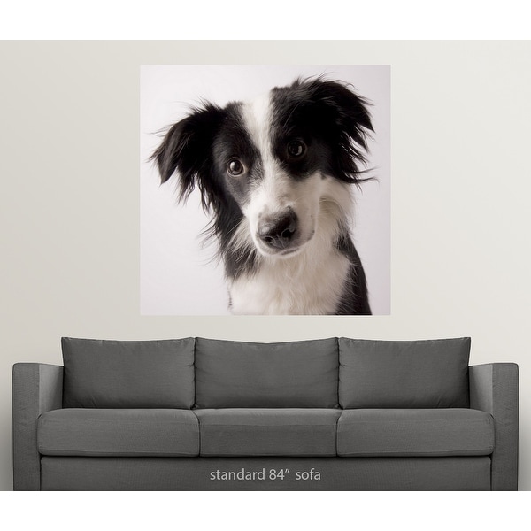 A Border Collie/Australian Shepherd mix