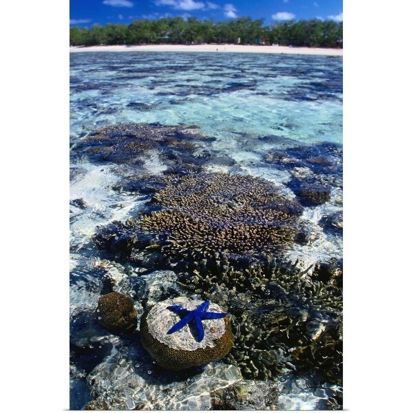 "Coral and blue star fish, Lady Elliot Island, Great Barrier Reef, Queensland" Poster Print