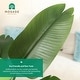 preview thumbnail 3 of 5, 5FT Artificial Plant,Tall Fake Tropical Palm Tree w/Woven Seagrass Basket, Realistic Faux Tree, 10 Detachable Trunks Silk Plants