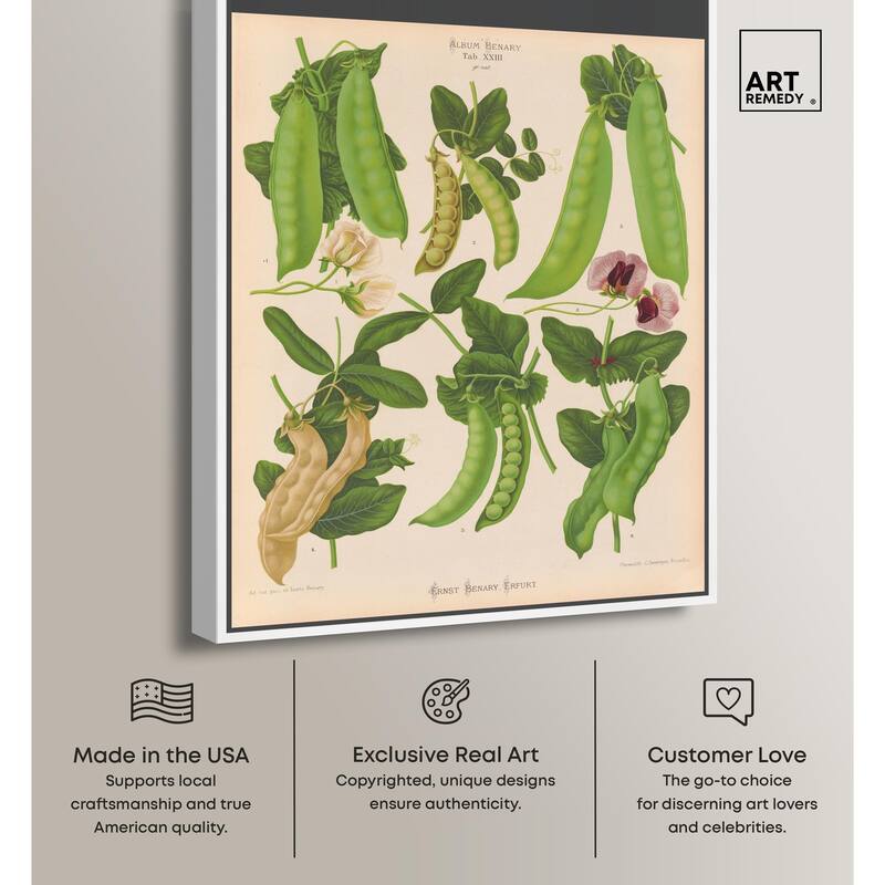 Podded Peas from Benary 1876 Canvas by Art Remedy