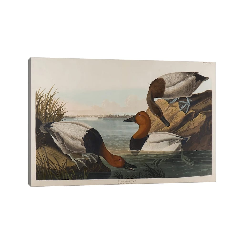 iCanvas "Canvas Backed Duck, 1836" by John James Audubon Canvas Print