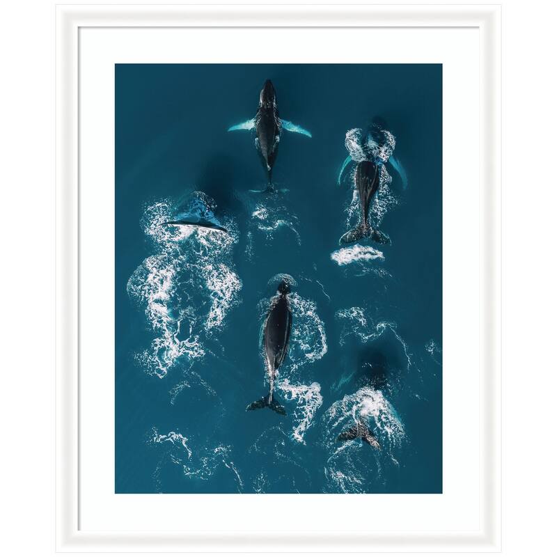 Kate and Laurel Framed Art School of Humpback Whales in the Blue Ocean by Michael Schauer - 35x43 - White