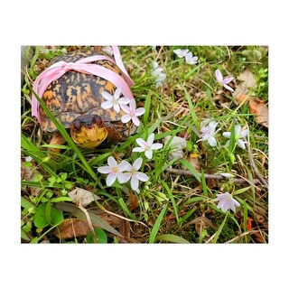 spring turtle flower field serenity Digital Flower Art Print/Poster ...