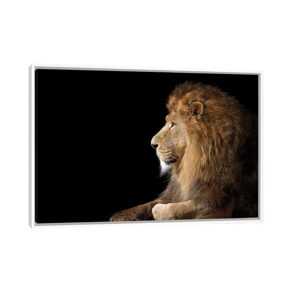 iCanvas "African Male Lion On Black" by Adrian Vieriu Framed