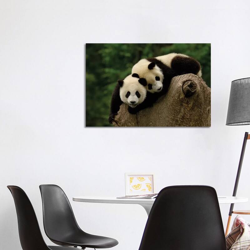 iCanvas "Giant Panda Babies, Conservation & Research Center For The Giant Panda, Wolong Reserve" by Pete Oxford Canvas Print - 26x40x1.5