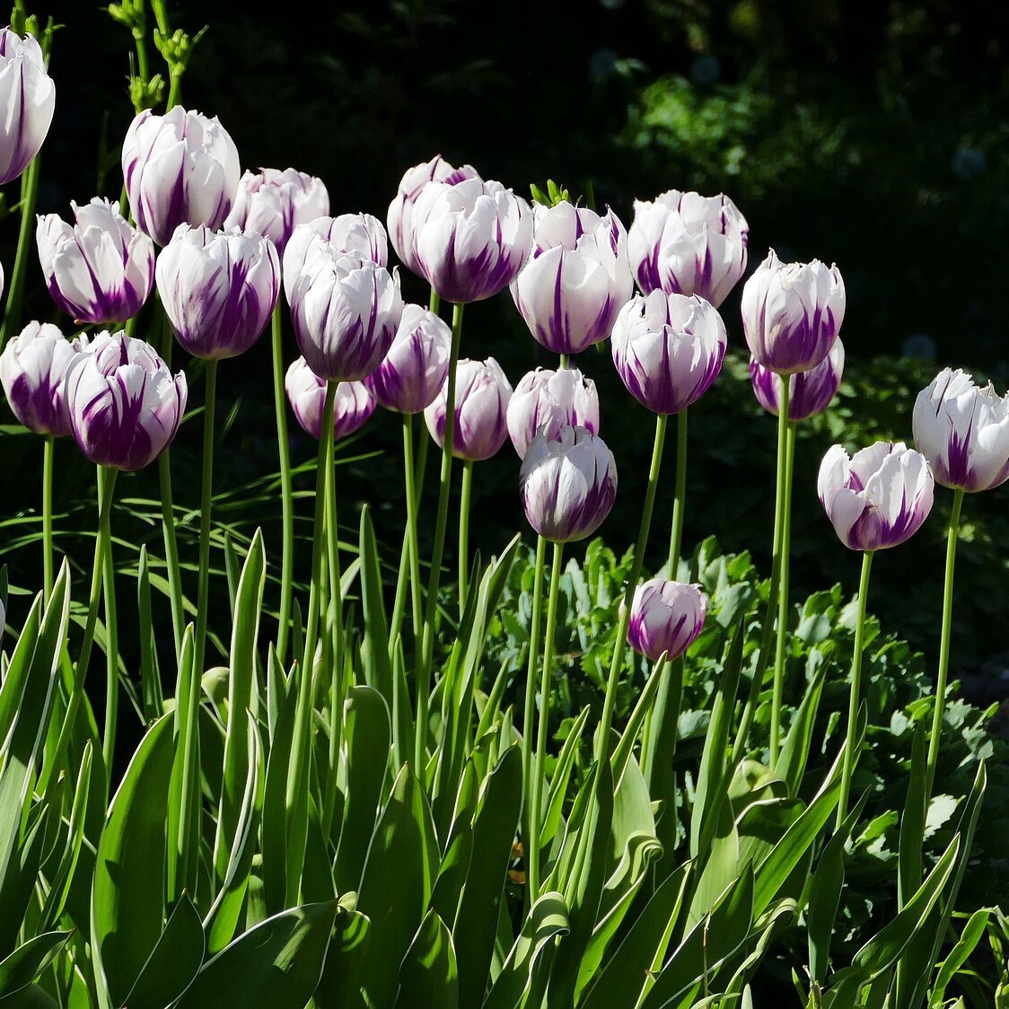 Blueberry Swirl Tulip Bulbs - 10 Count Blueberry Swirl Tulip Bulbs - 10 Count