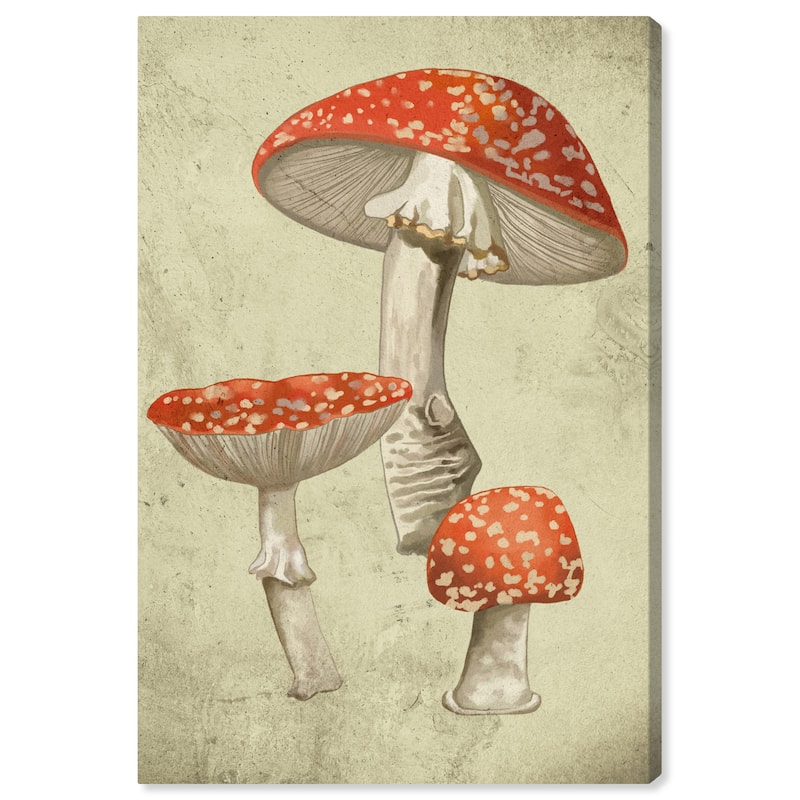 Wynwood Studio Canvas Floral and Botanical Mushroom Illustrated Notes II Red and Eggshell Traditional Wall Art Canvas Print
