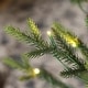 preview thumbnail 33 of 55, Glitzhome 6FT/7FT Multi-color Lighted Fir Christmas Tree with Remote Controller