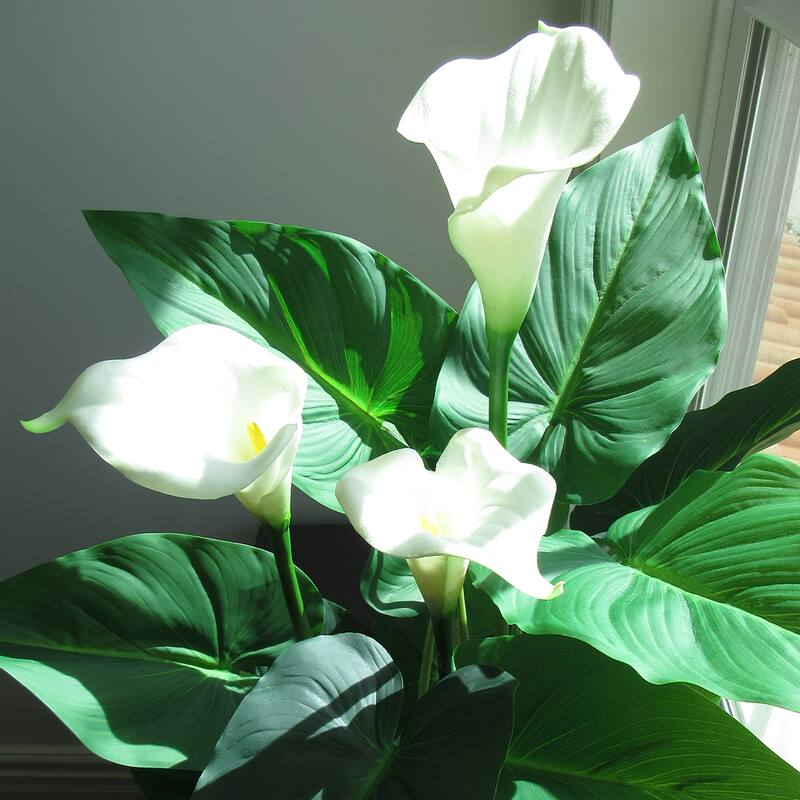 31in Real Touch White Artificial Calla Lily Flowering Plant in Black Pot - 31" H x 20" W x 20" DP