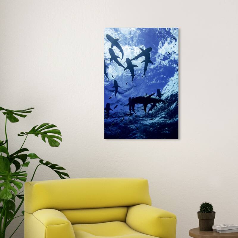 Wynwood Studio Canvas Animals David Fleetham - Blacktip Reef Shark II Blue and Nautical & Coastal Wall Art Canvas Print - 30 x 20