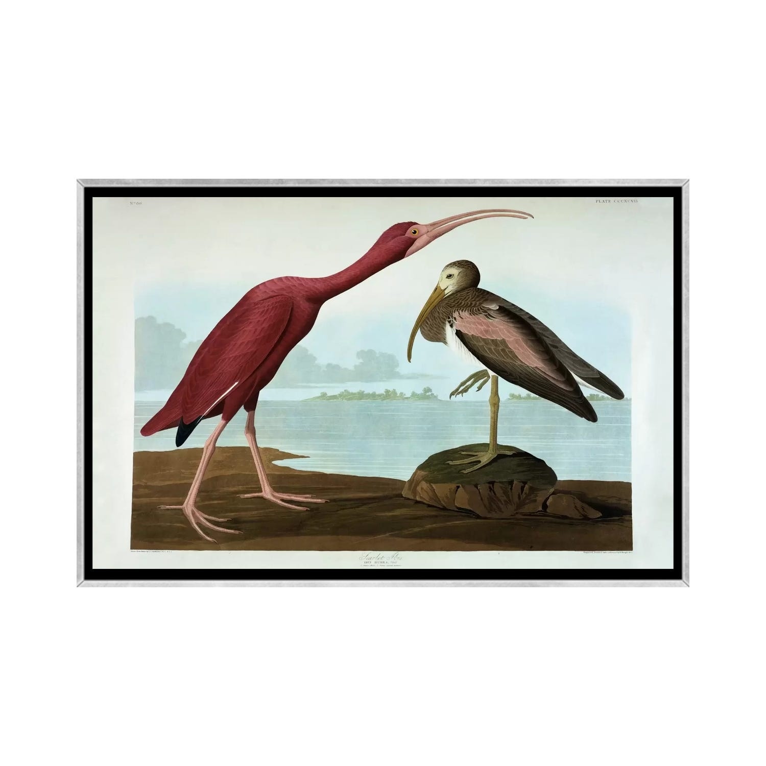 iCanvas "Scarlet Ibis " by John James Audubon Framed
