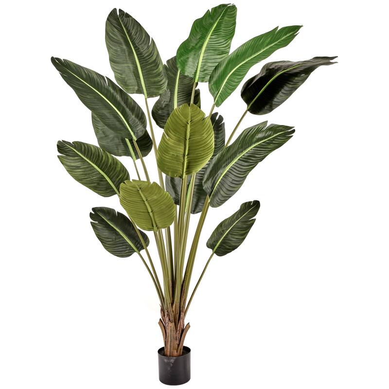 Potted UV Deluxe Traveler's Palm 6'