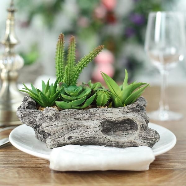 6 Inch Brown Driftwood Planter with Succulents - Bed Bath & Beyond -  40778350