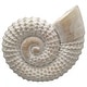 preview thumbnail 9 of 41, Coastal Decorative Resin Shell Figurine Sculpture - White