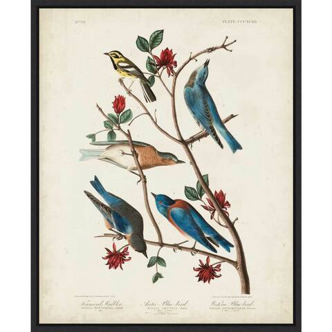 Townsends Warbler by John James Audubon Canvas Art Framed