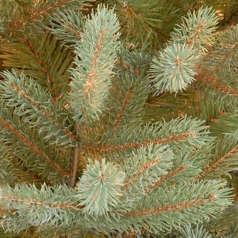 National Tree Company 7 ft. Norway Fir Tree - 7 Foot