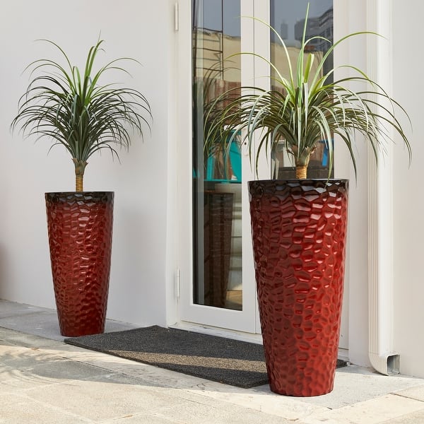 decorative succulent pots Echeveria Elegans Succulents in Ceramic Pots 5"