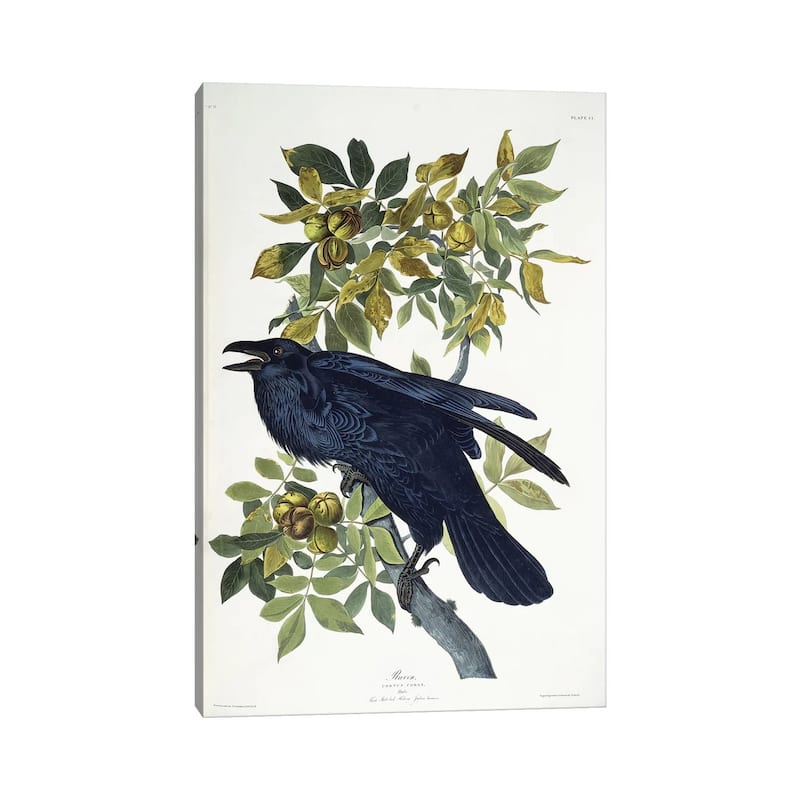 iCanvas "Raven," by John James Audubon Canvas Print