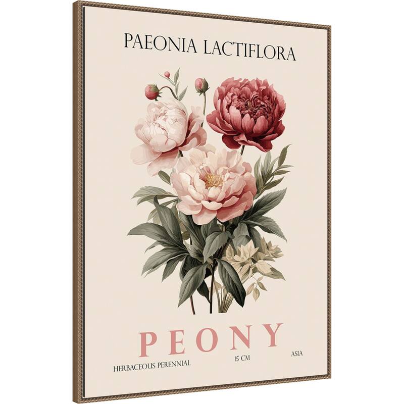 Vintage Botanical Peony Illustration by Christopher Giampietro Framed Canvas Wall Art Print