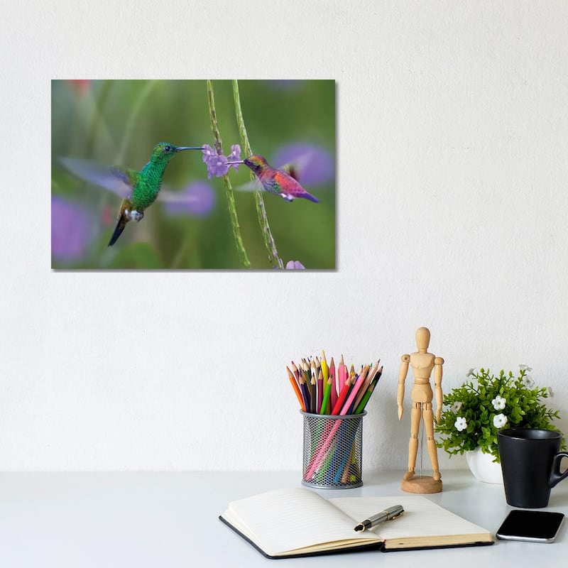iCanvas "Copper-Rumped Hummingbird And Green-Throated Mango Feeding, Trinidad" by Tim Fitzharris Canvas Print - 8x12x0.75