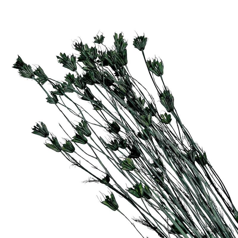 Bundle of 4 Dried Octagon Flower, Nigella Orientalis-Love in a Mist, 24" - 24 inches