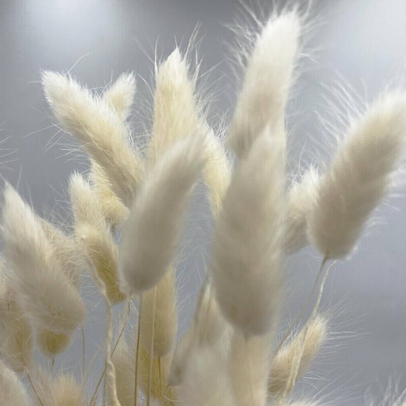Bundle of 4 Bunch Dried Bunny Tails Grass-20-24" apx 1 oz - 20 to 24 inch - White
