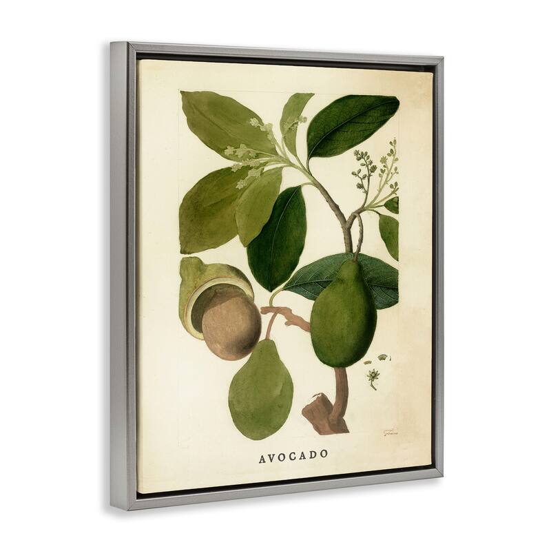 Stupell Vintage Avocado Plant Framed Floater Canvas Wall Art Design By Lil' Rue