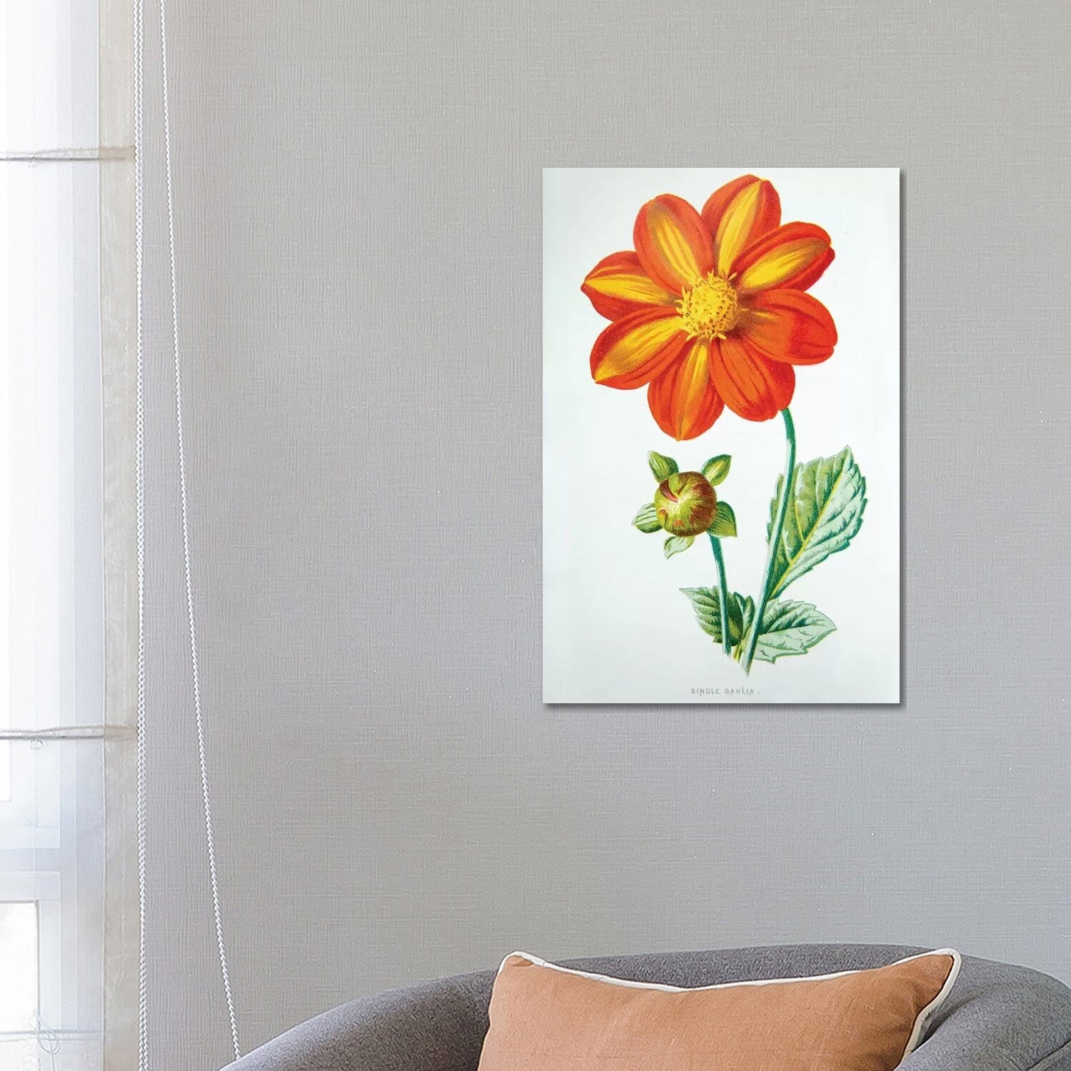 iCanvasART Dahlias from Seed Canvas Print 26 x 18 iCanvasART Dahlias from Seed Canvas Print 26 x 18