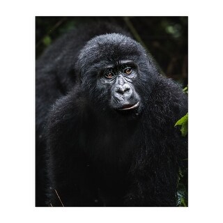 Bwindi Impenetrable National Park Western Region Ape Art Print/Poster ...