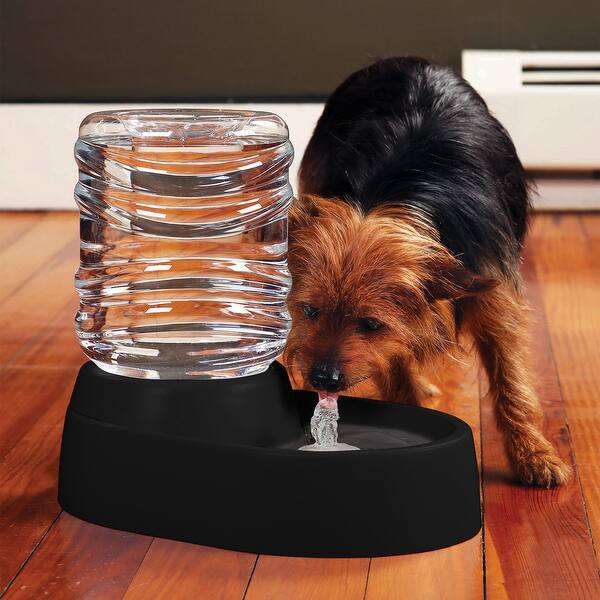 Shop Etna Electronic Pet Water Fountain And Dish Black 13 In
