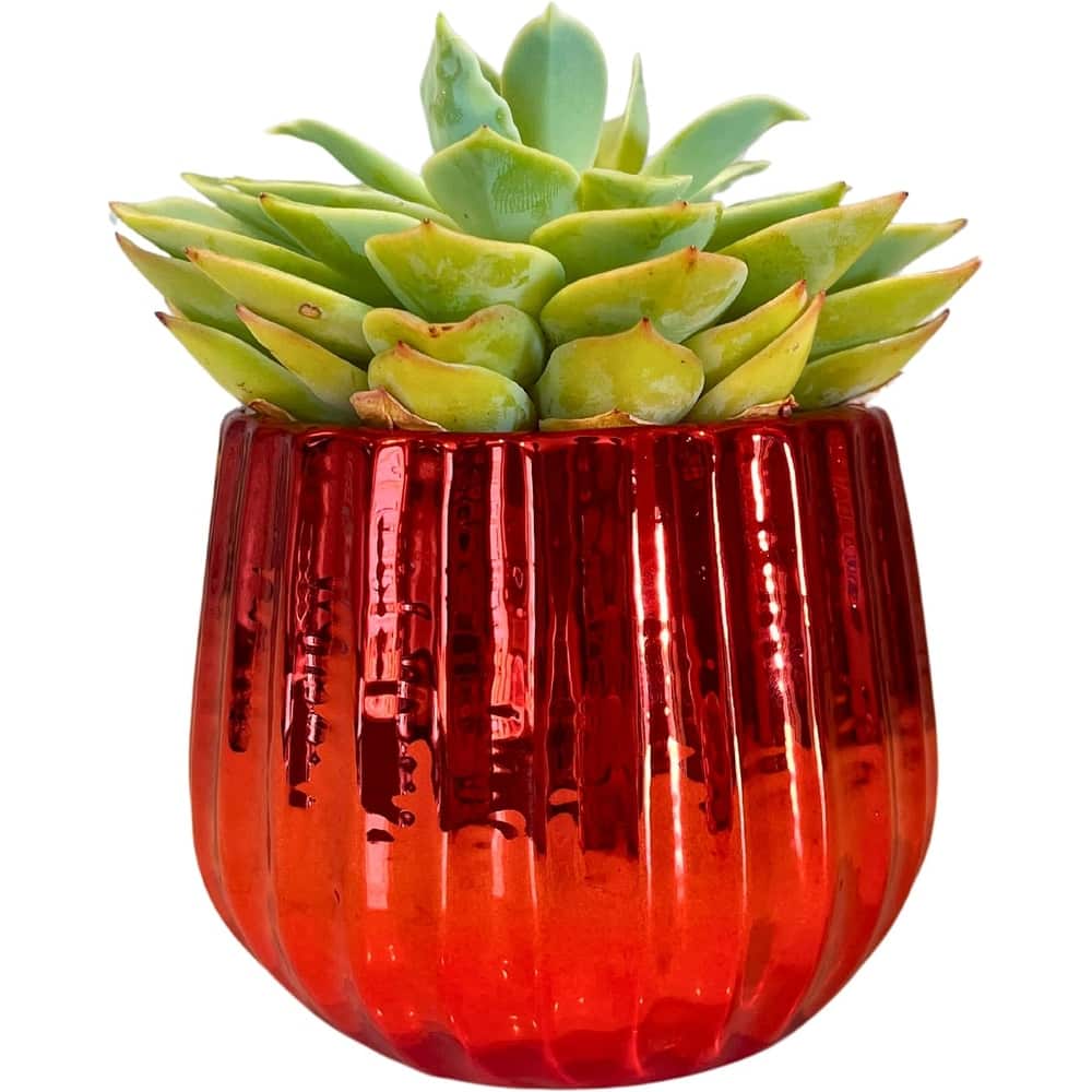 4.5 inch Ceramic Flower Pot