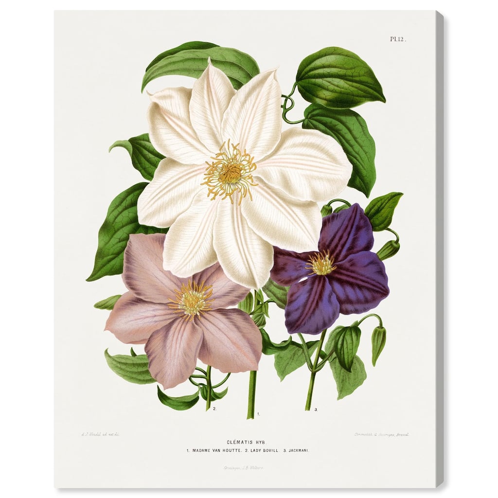 Clematis Canvas by Art Remedy, Gallery Wrapped