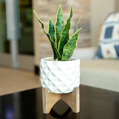 12.5"H Artificial Plant Fake Snake plant in Ceramic on Stand - ONE-SIZE