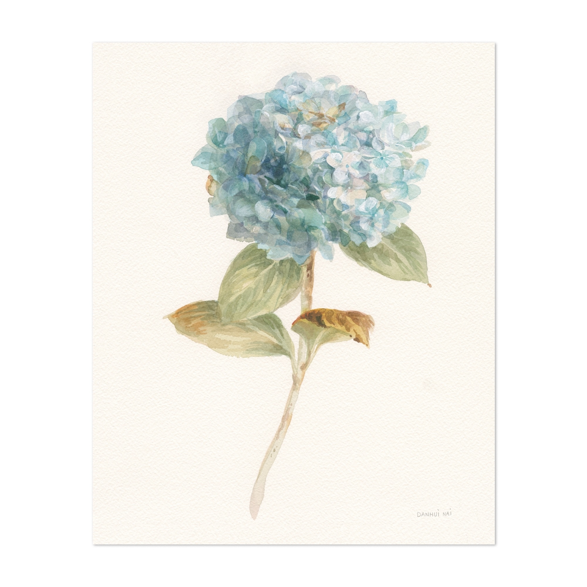 Garden Hydrangea Illustrations Floral Botanical Art Print