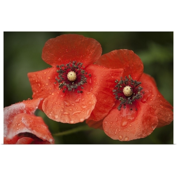 "Red Shirley poppy flowers after rain" Poster Print