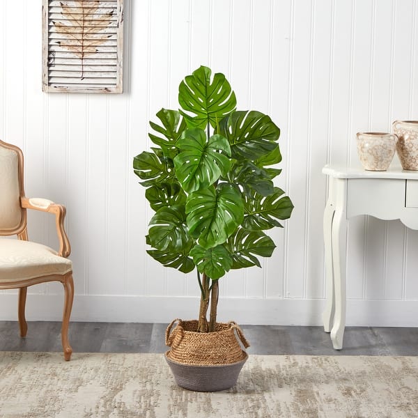 pothos images Jade Pothos in Hanging Basket, Epipremnum Aureum Jade main image 1