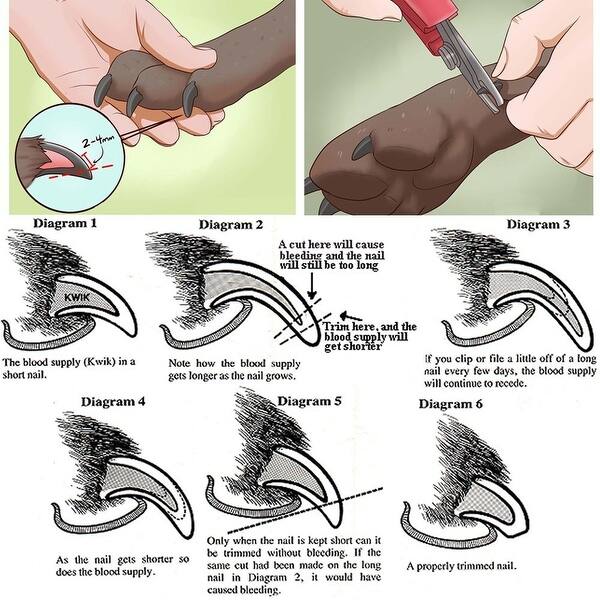 Shop Ownpets Pet Dogs And Cats Cut Nail Clippers And Trimmers With
