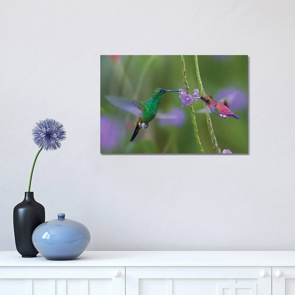 iCanvas "Copper-Rumped Hummingbird And Green-Throated Mango Feeding, Trinidad" by Tim Fitzharris Canvas Print