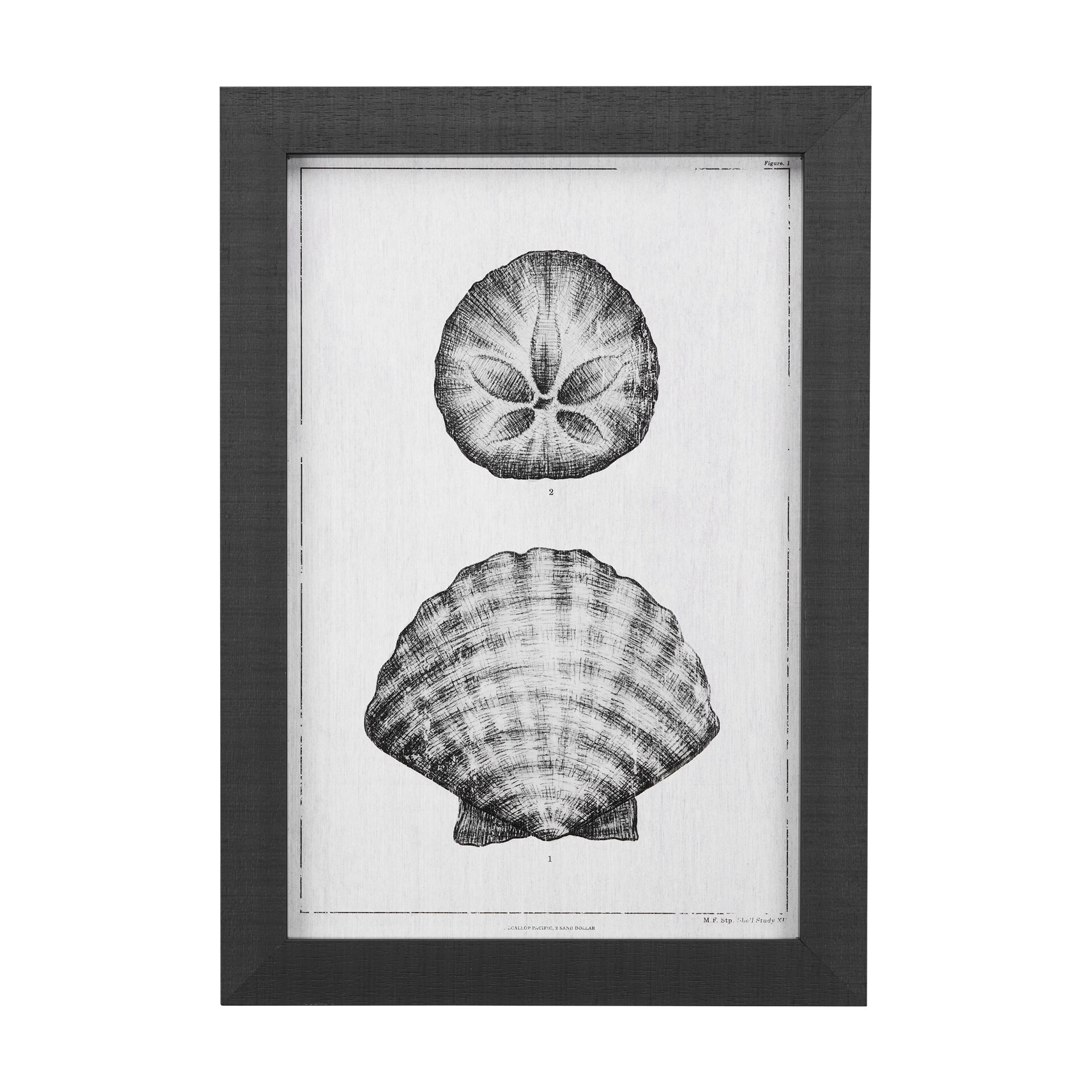 Mercana Shell Study I Framed Art Print
