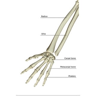 The bones of the forearm - Multi - Bed Bath & Beyond - 21002920