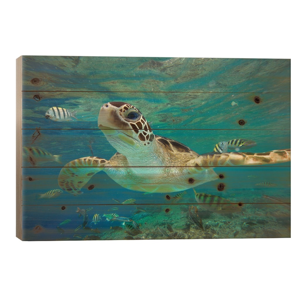 Green Sea Turtle, Balicasag Island, Philippines II Print On Wood by Tim Fitzharris - Multi-Color