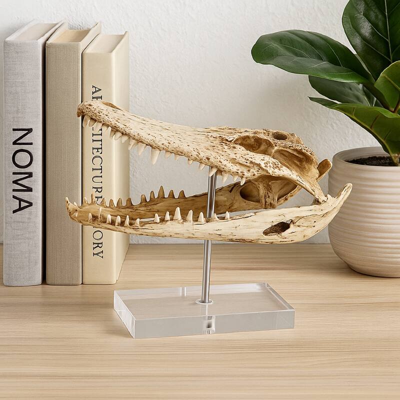 Crocodile Head Accent Decor, Bone White, Brown Resin, Acrylic 13 Inch