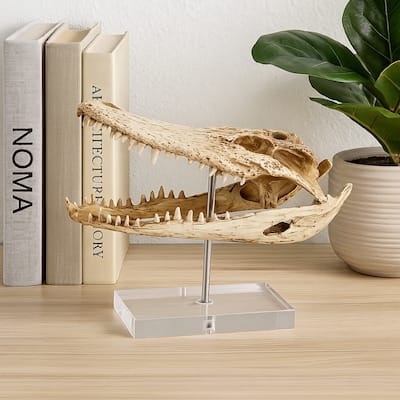 Crocodile Head Accent Decor, Bone White, Brown Resin, Acrylic 13 Inch