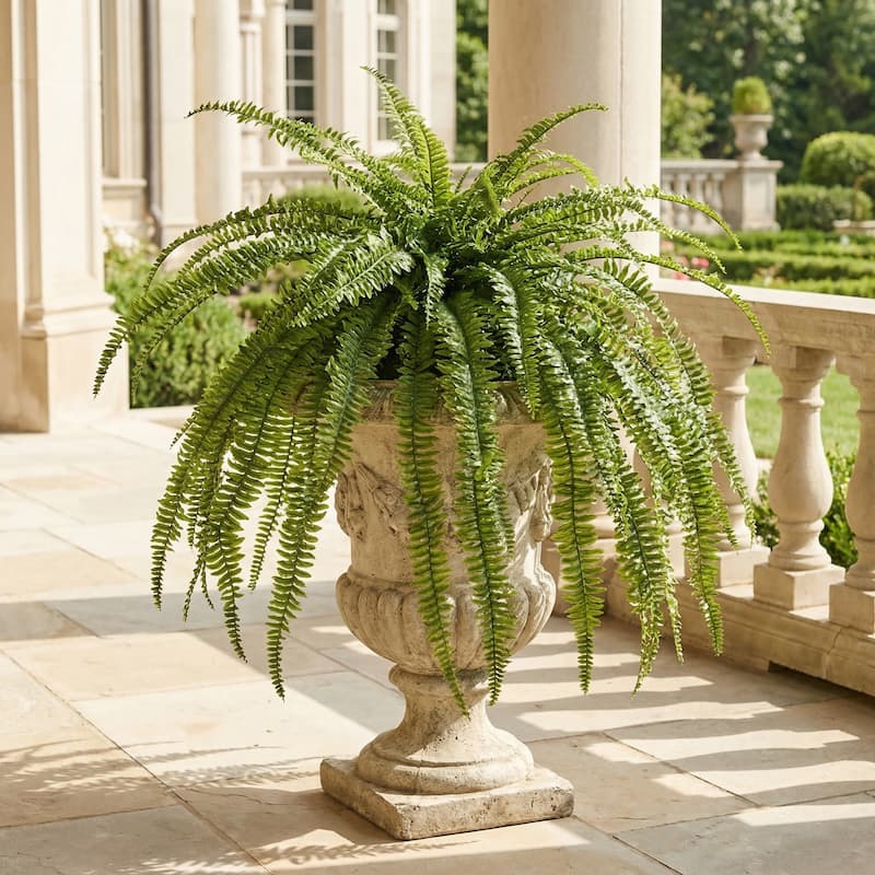 45"Wx57"L UV Jumbo Boston Fern