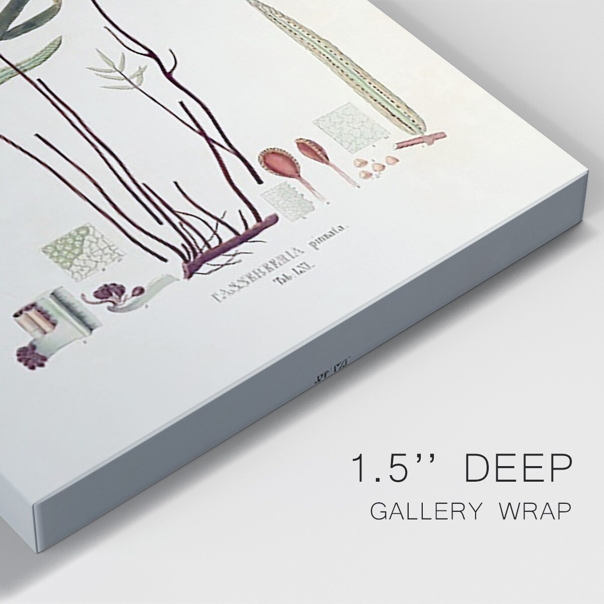 Botanical Society Ferns XI Premium Gallery Wrapped Canvas - Ready