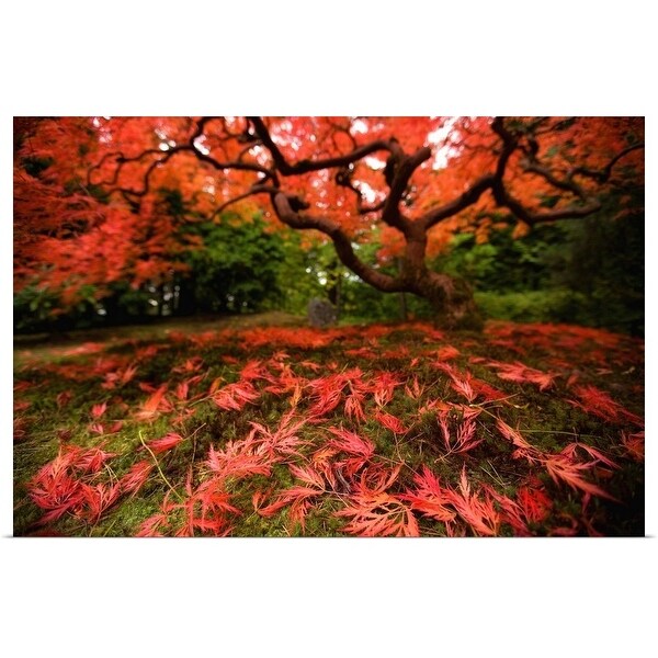 "Maple tree in fall" Poster Print