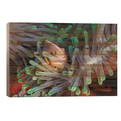 Clownfish Print On Wood by Barathieu Gabriel - Multi-Color